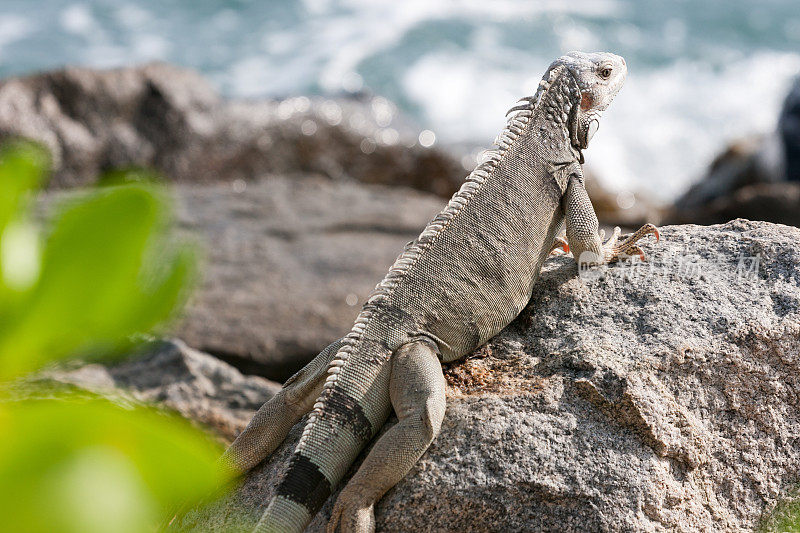 鬣蜥坐在阿鲁巴的岩石上。