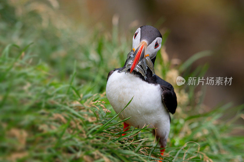 大西洋海雀