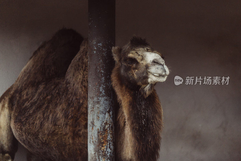 华丽的棕色双峰驼