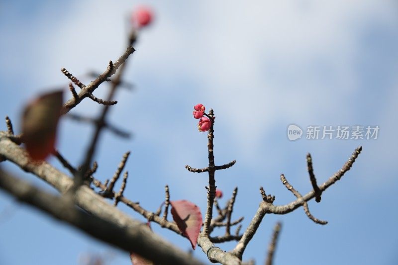 花和树叶