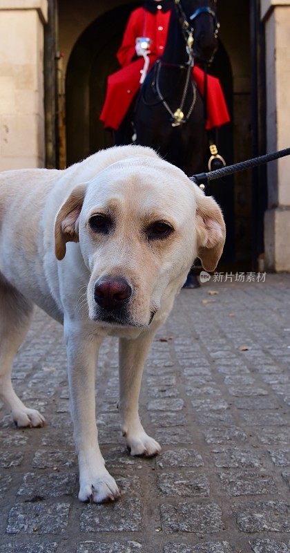 拉布拉多猎犬和骑兵卫队