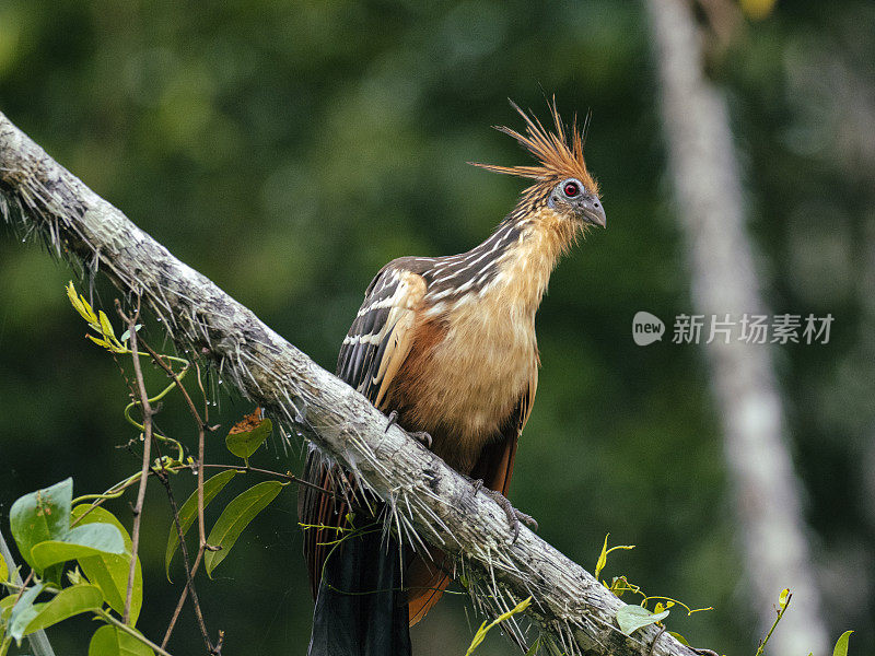 麝雉