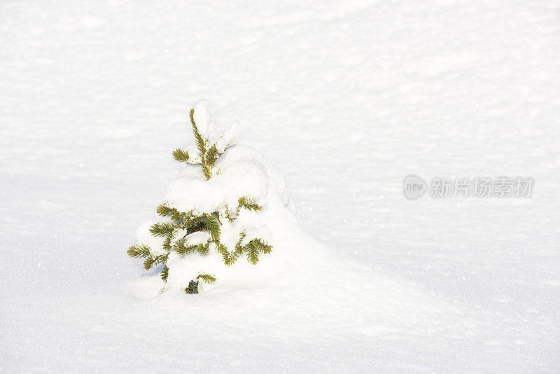 冬天，雪覆盖着挪威云杉