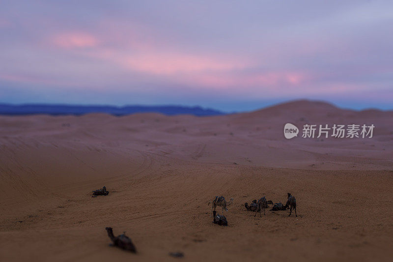 沙漠骆驼商队休息。