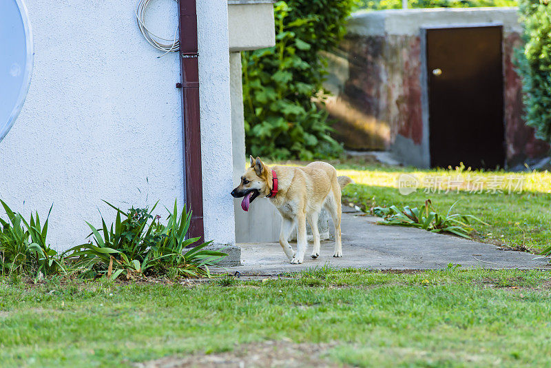 美丽的比利时玛利诺犬在自家院子里散步。