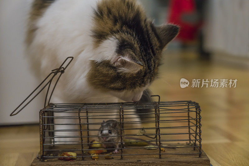 西伯利亚猫和捕鼠器与老鼠