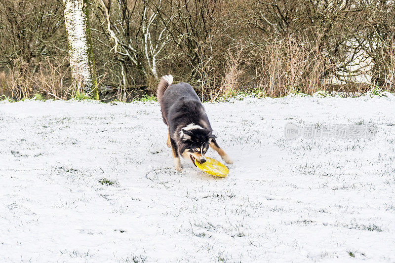 雪中的博德牧羊犬