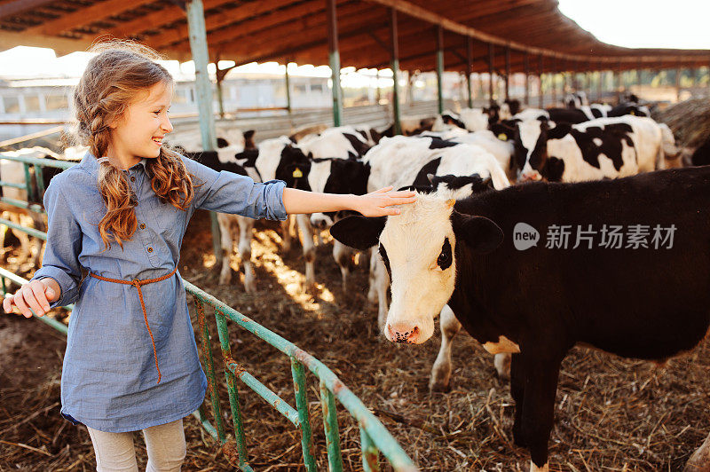 小女孩在养牛场喂小牛。农村，农村生活，农业概念