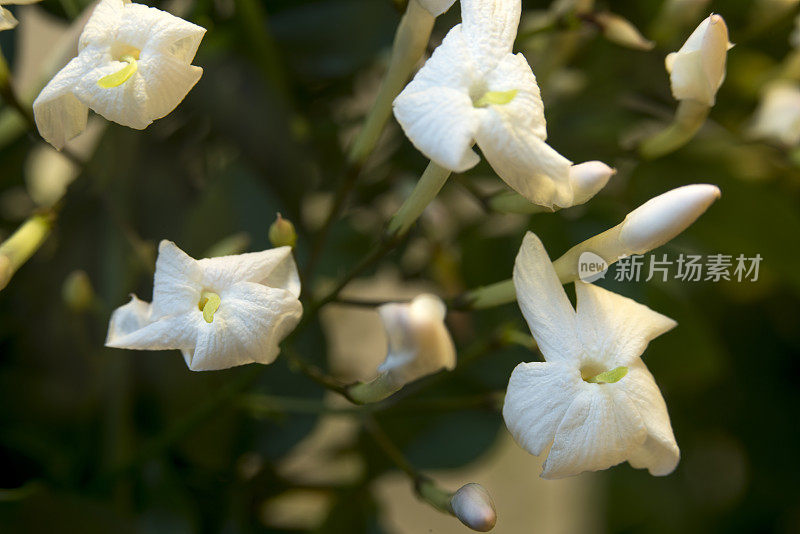 茉莉花盛开，特写