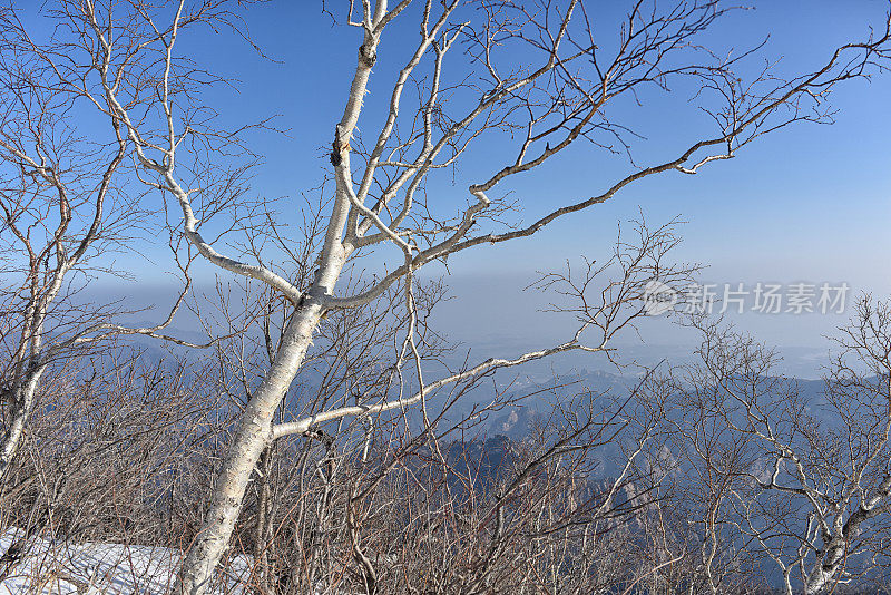 雪山冬季的光秃秃的树木