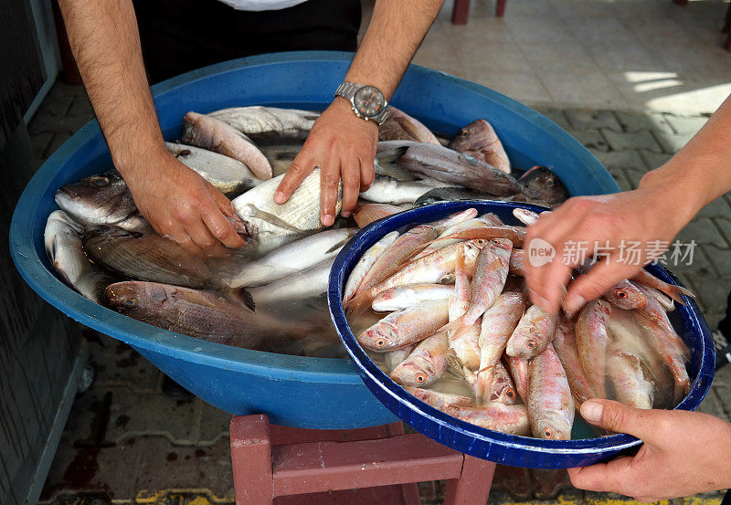 鱼类市场的鱼类选择