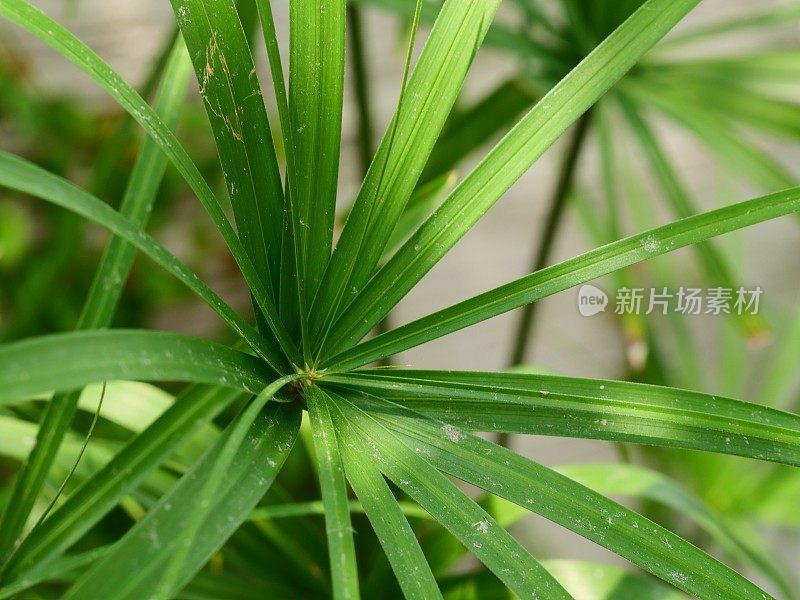 纸莎草属的绿色植物