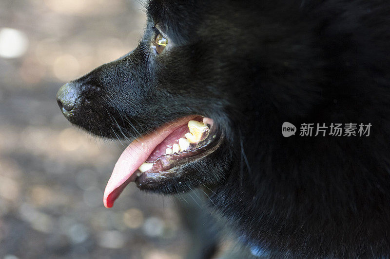 特写小黑狗嘴与手舌，希波克，背景与拷贝空间