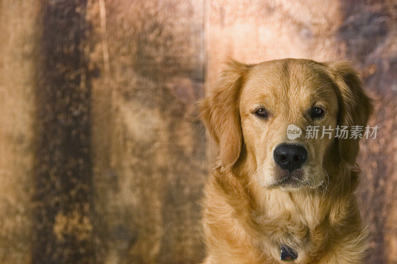 一岁的金毛寻回犬靠在粗糙的木墙上
