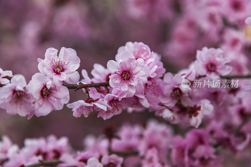 樱花