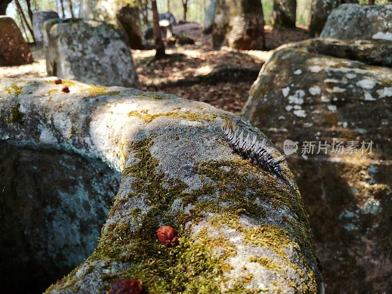 老坛子上的毛毛虫。老挝，香圹高原，丰沙万