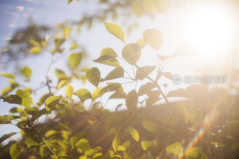 皮奇树的枝干在背光下，带有强烈的镜头光晕和复古艺术散景。