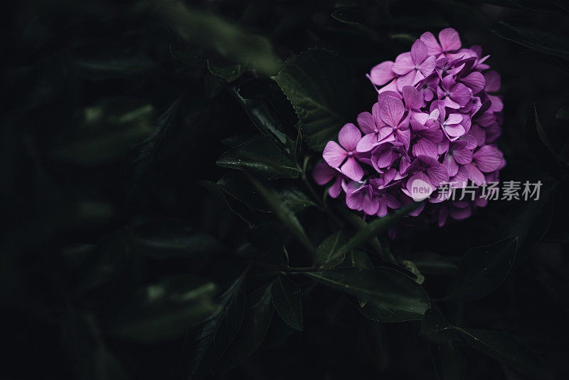 美丽的紫花绿叶背景
