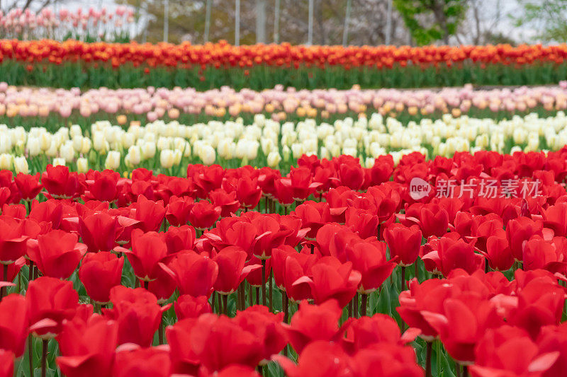 五颜六色的郁金香花坛