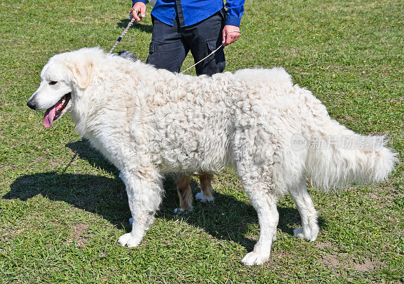 户外大型库瓦兹牧羊犬