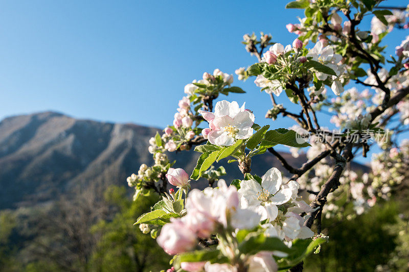 春山果园苹果树花枝