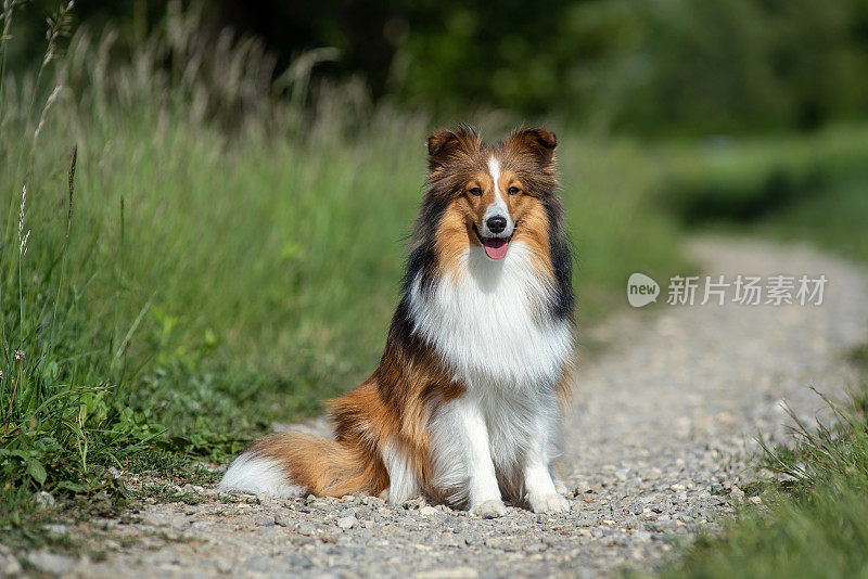 自然界中的设得兰牧羊犬肖像