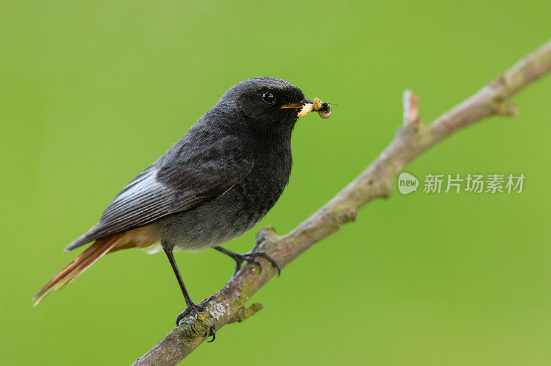 男性黑人红尾鸲