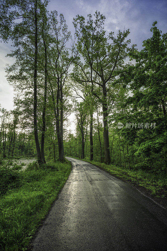 穿过雨森林的道路(HDRi)