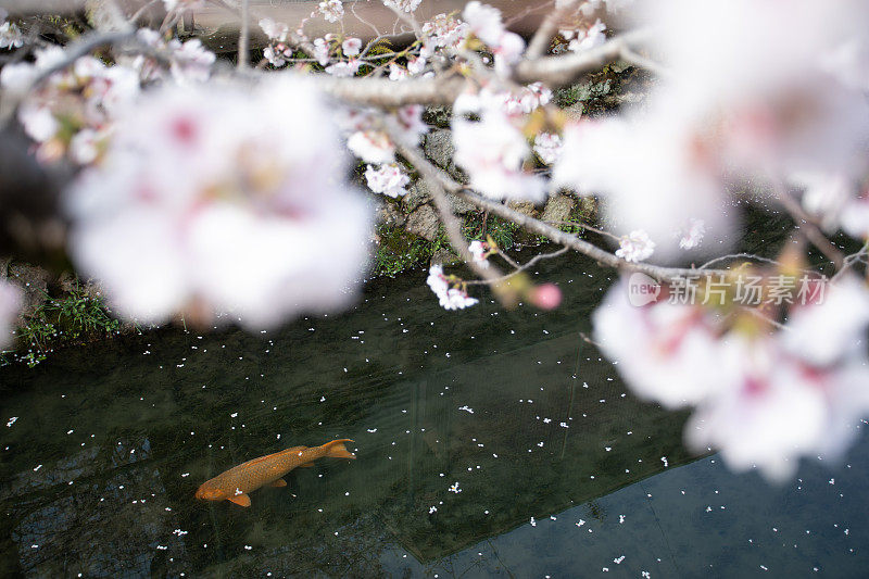 樱花和锦鲤