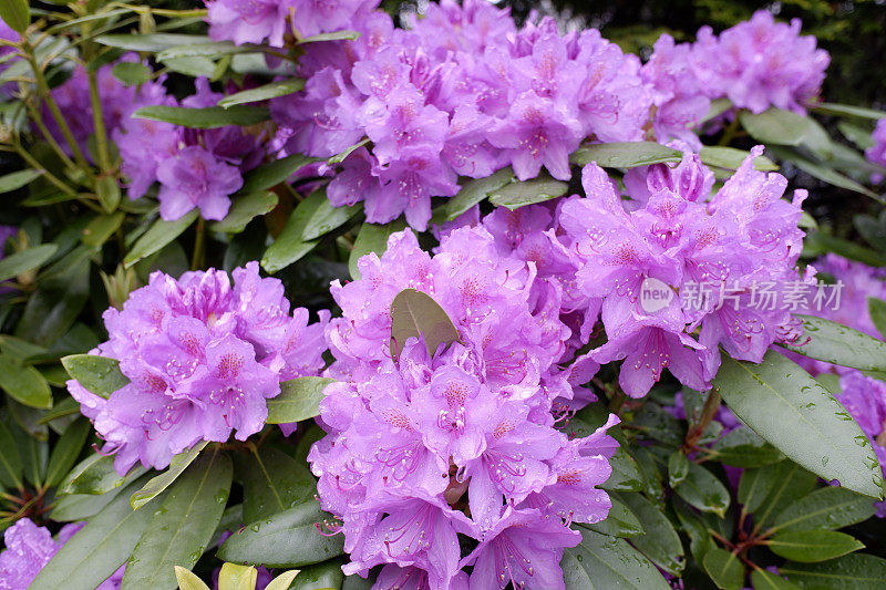 雨后的杜鹃花五彩缤纷