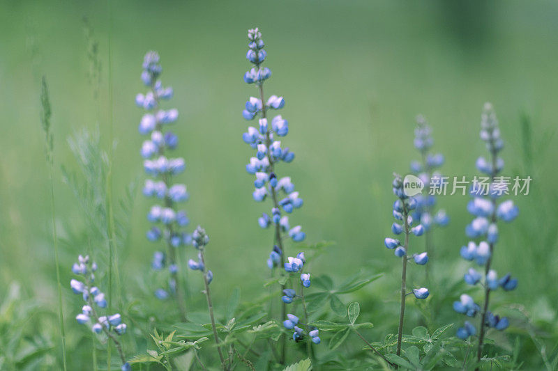 蓝色羽扇豆花在一排绿色的背景