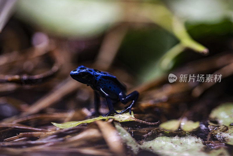 小飞镖蛙在饲养箱里