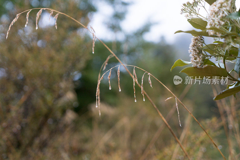 在新西兰的荒野中，雨点落在草籽上