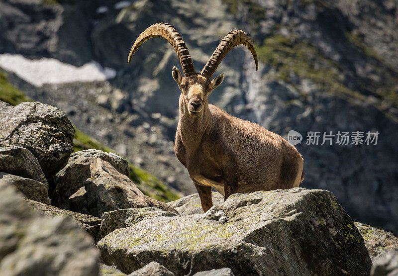 瑞士阿尔卑斯山的野山羊