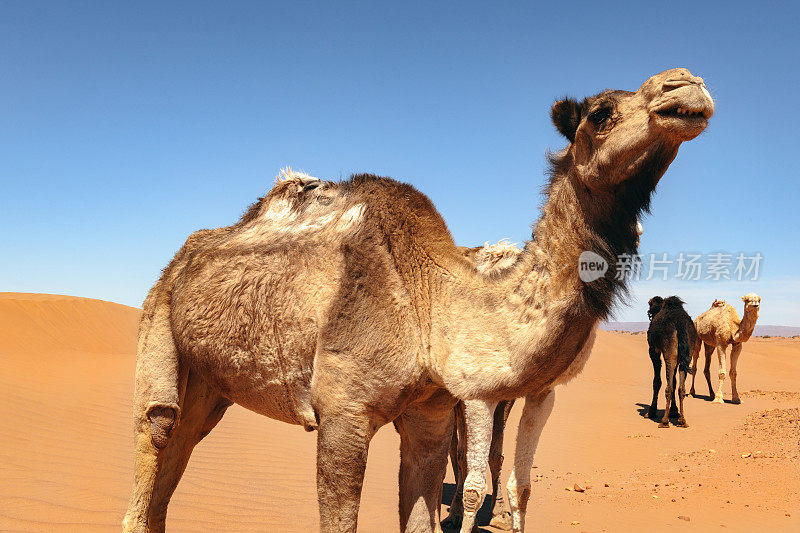 骆驼商队在撒哈拉沙漠米米德，扎戈拉，摩洛哥，北非