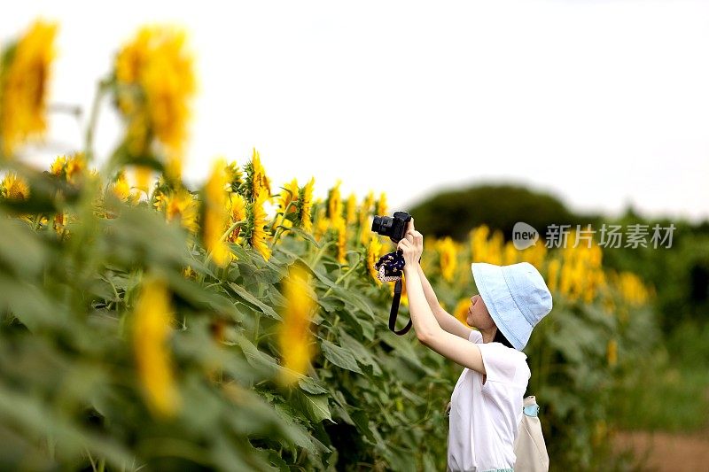 年轻女性拍摄向日葵的照片