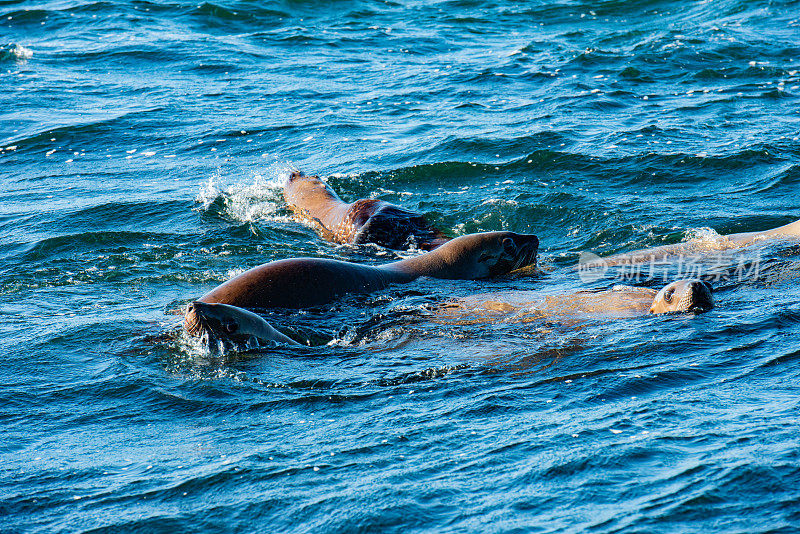 在加拿大温哥华岛太平洋游泳的海狮