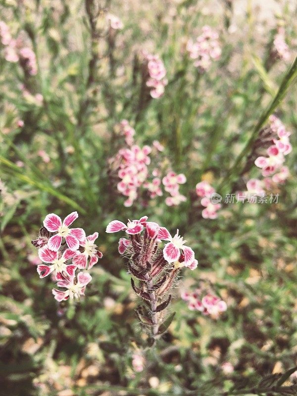 美丽的粉红色小花