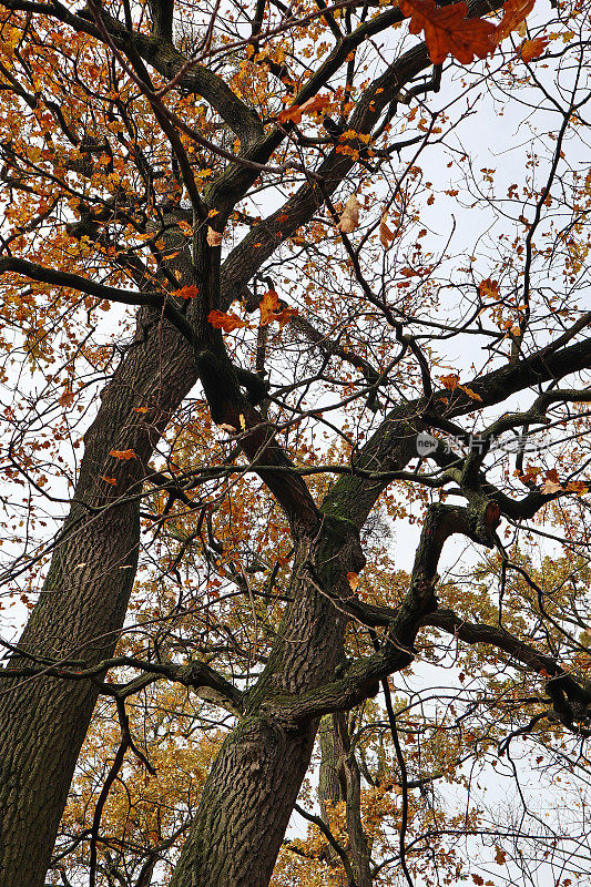 树干在秋天的树林里
