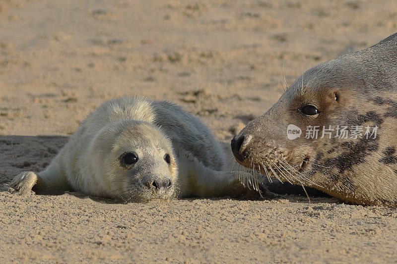 灰海豹妈妈和小狗