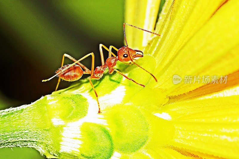 蚂蚁爬黄花。