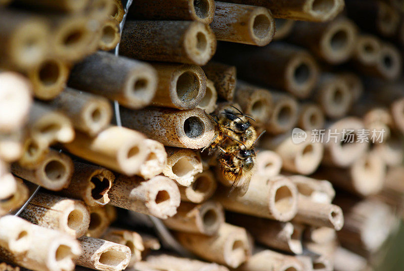 野生独居蜜蜂在昆虫庇护所交配。春天。
