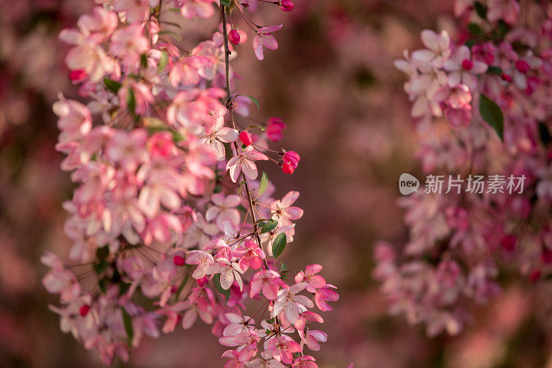 野生樱花