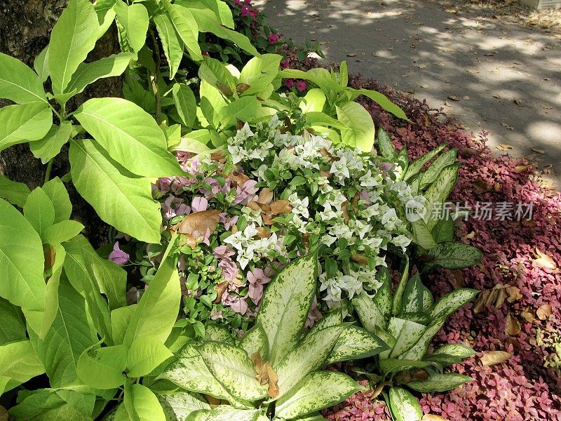 花园里的万寿菊、九重葛和果藤属植物