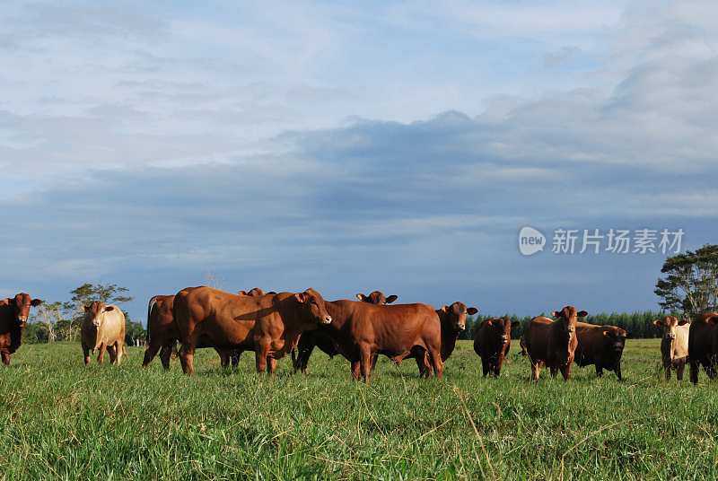 在太监波利斯养牛