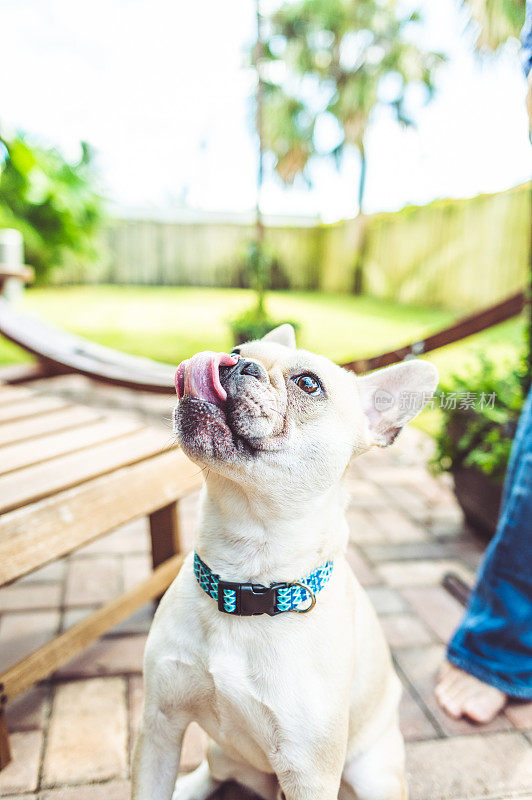 可爱的牛头犬舔嘴唇