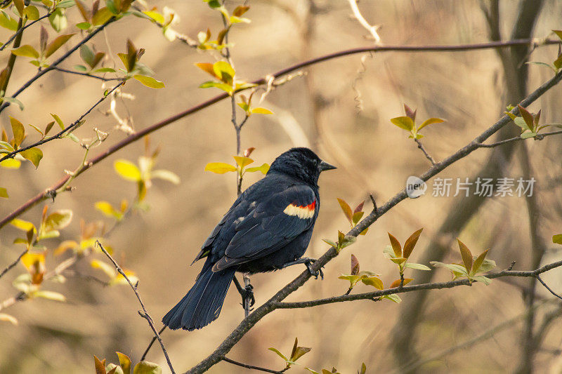 红翼黑鸟