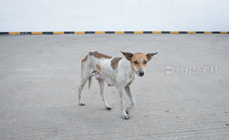 饥饿的流浪狗在斯里兰卡的人行道上行走。