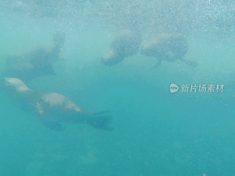 和海狮一起游泳