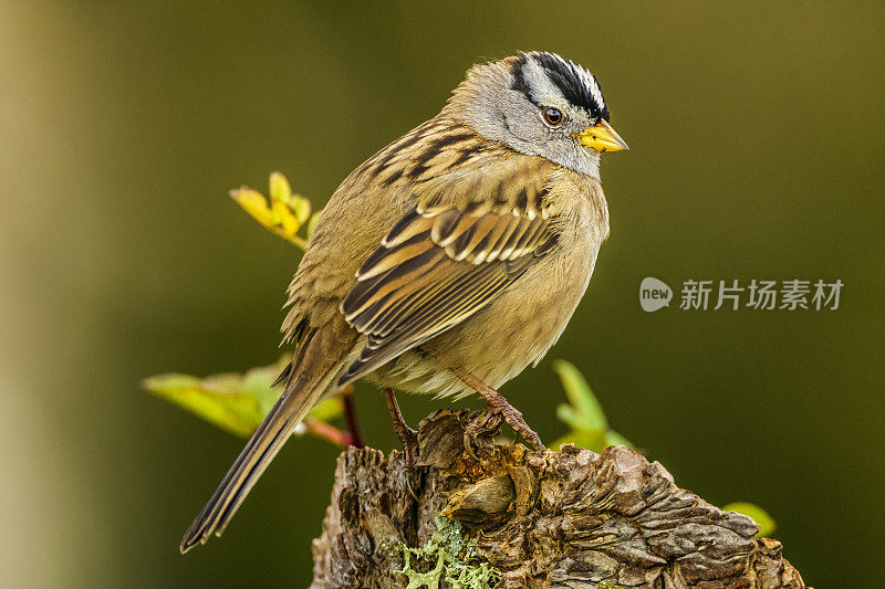 白冠麻雀